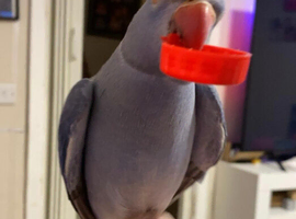 Violet female ringneck