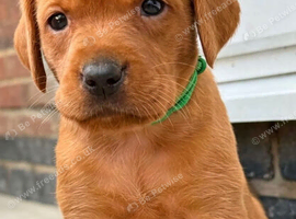 Beautiful KC Reg Dark Red Working Labrador Puppies