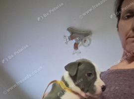 Female staffie