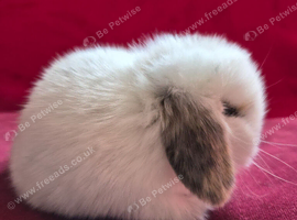 Baby Charlie Tri girl and boy available