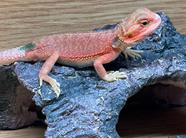 Hypo red