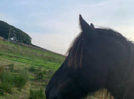 Stables Or Livery desperately needed Settle/Clitheroe/ surrounding area