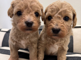Adorable Rare Tiny Maltipoo
