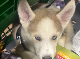 Puppie