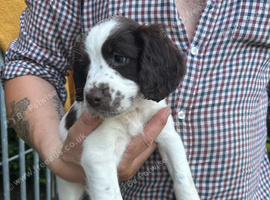 5 left to find there loving homes