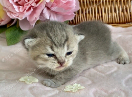 BEAUTIFUL BSH KITTENS