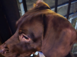 2 year old cockerjack