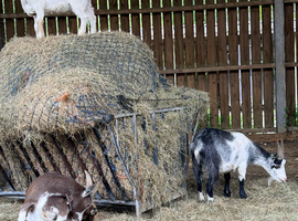 3 wether pet goats