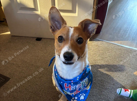 This is Buddy