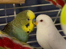 Pair of budgies