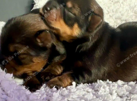 Purebred Yorkshire Terrier (Yorkie) puppies