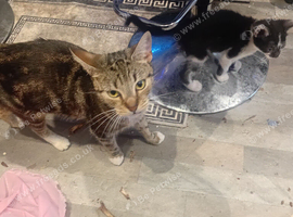 Cute kittens  ready  now can deliver