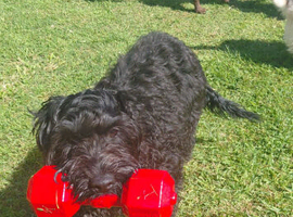 Beautiful black cockapoo puppy for sale 6month old