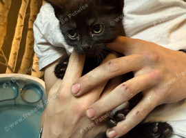 Kittens