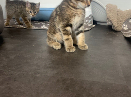 3 kittens ready for 22nd of June