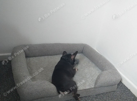 French Bulldog puppy