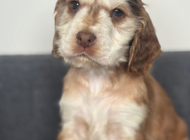 kc Show type cocker spaniels