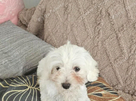4 Adorable Maltese Puppies Looking for Loving Forever Homes!