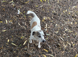 Male jack Russel