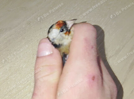 Goldfinch hen