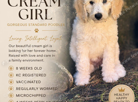 READY NOW! Standard poodle puppies kc registered