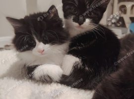 Kittens for sale