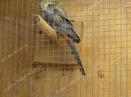 Pair of rosselas