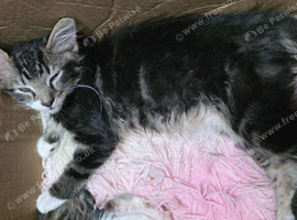 Lynx Ragdoll X kittens 10 weeks old ready to leave!