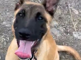 Male Belgian malinois x dutch herder