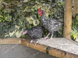 Pair of cuckoo maran bantams