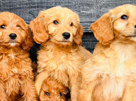 Miniature Golden Doodle Litter