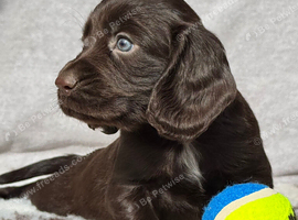 Working Cocker spaniel puppy&rsquo;s