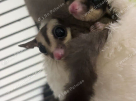 Male and Female sugar gliders