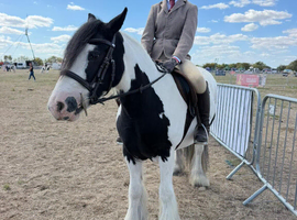 Piebald cob 14hh