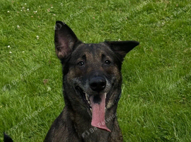 4 yr Mali - No other dogs or children under 15