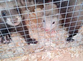 Semi-angora kits