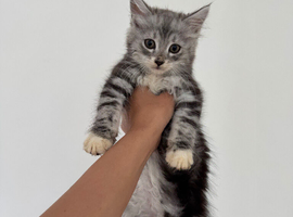 2 kittens