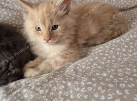 Maine coon kittens available