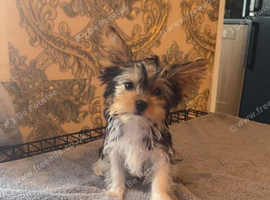 Yorkshire terrier/Mini/Particoloured/Traditional