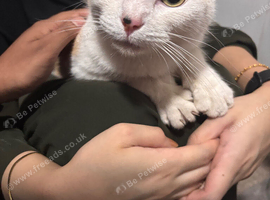 Found Cat!