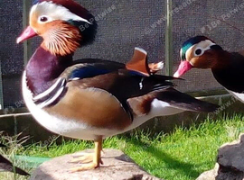 Mandarin Ducks