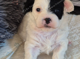 Shihpoo female