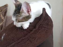 Kittens