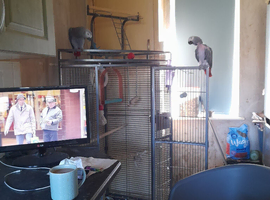 AFRICA GREY FEMALE PARROT