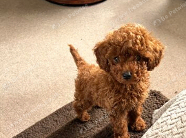 Teeny tiny Asian toy poodle