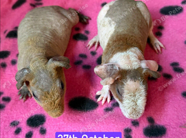 Skinny/Guinea Pigs
