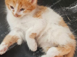 4 gorgous kittens for sale