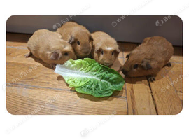 Guinea pigs californium and gold crested