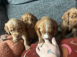 4 Gorgeous Cocker Spaniel puppies (females) - Forever Homes Wanted