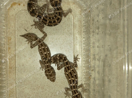 VIPER GECKO'S 1 MALE AND 2 FEMALES